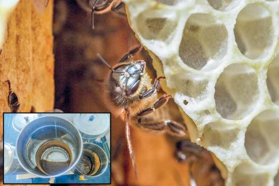 Les apiculteurs veulent sortir du « cauchemar »