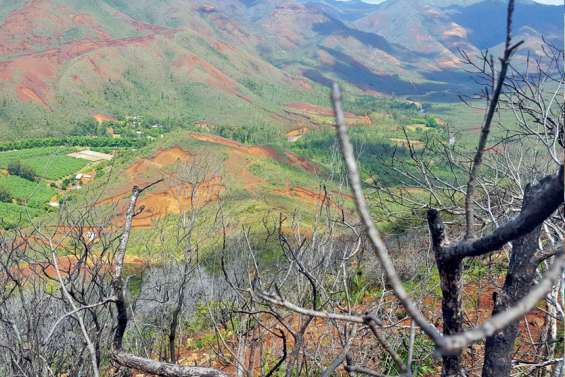 La forêt rend un service gratuit mais les incendies coûtent cher à tout le monde