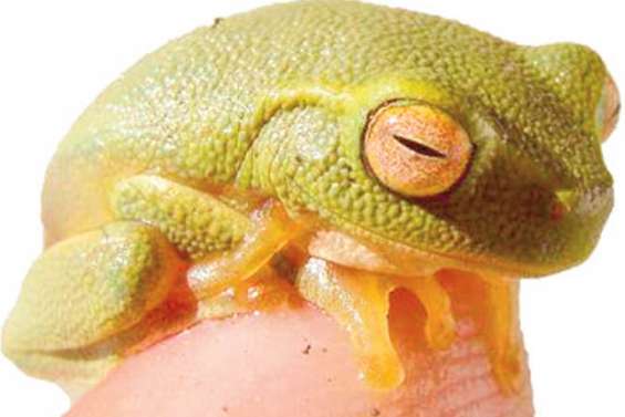 Deux spécimens de grenouille envahissante retrouvés à Voh