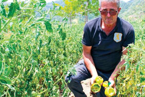 Grégoire Baudonnel, maraîcher bio à Nassirah : « Le péril est devant nous »