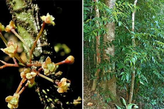 Ces espèces extraordinaires qui vivent sur le Caillou