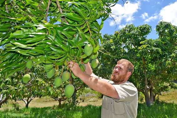 Les mangues seront bien au rendez-vous 