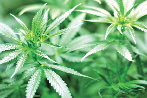 Un kilo d’herbe retrouvé chez le dealer du Val-Plaisance