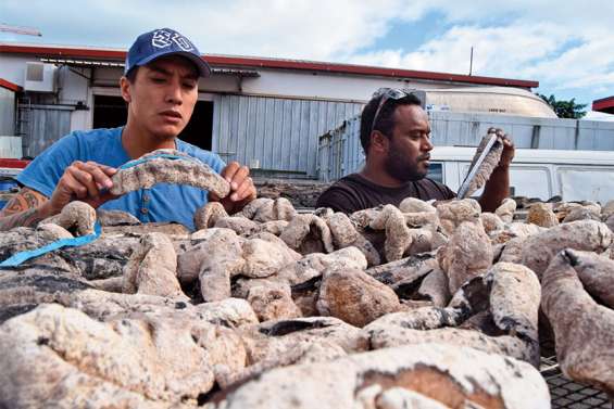 Les holothuries pourront-elles encore être exportées ?