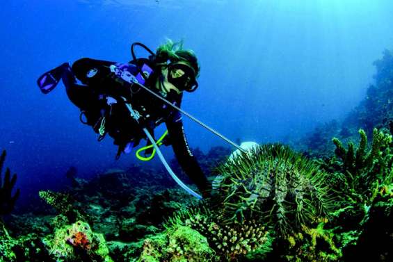 Envahis d’acanthasters, les récifs de Prony en sursis