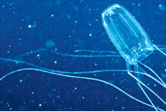 Des méduses dangereuses de l’îlot Amédée à Bourail
