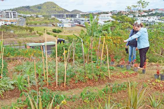 Aux jardins partagés, le travail de la terre au service du lien social