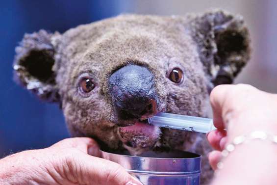« En 2050, il n’y aura plus de koalas dans l’État »