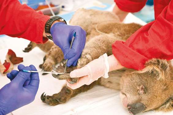 Une plantation d’eucalyptus détruite, des dizaines de koalas meurent