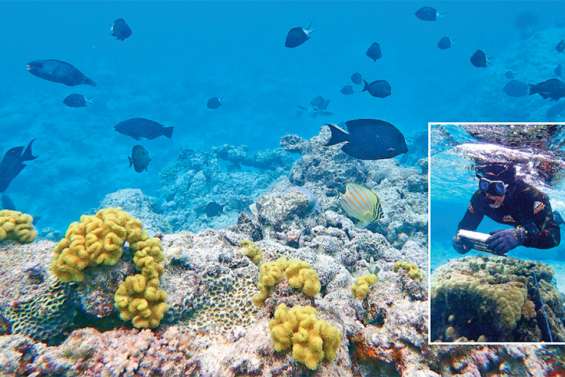 Les coraux du lagon d’Iaai sous bonne surveillance