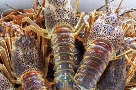 Des pêcheurs dans le filet de la justice pour braconnage