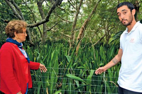 La ZCO part en guerre contre « la langue de belle-mère »