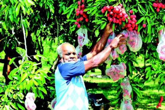 La tribu de Hnacöm fête les letchis, aujourd’hui