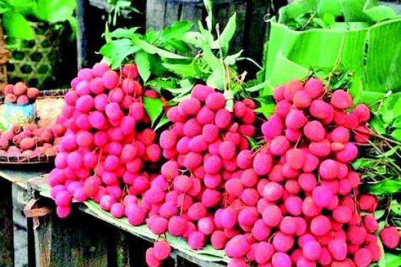 Les letchis à l’honneur à Hnacaöm