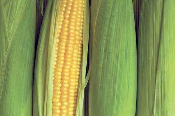 Des OGM « cachés » en Calédonie