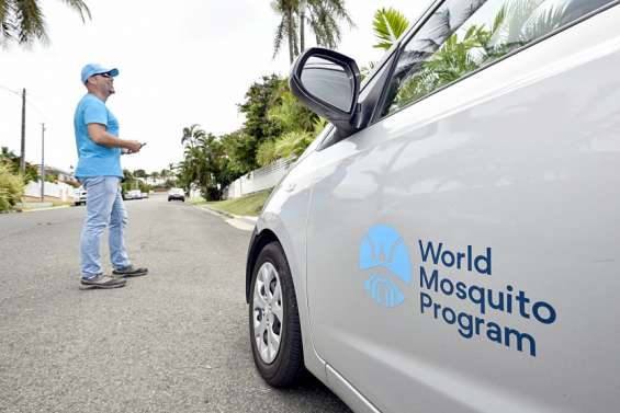 Mont-Dore : Les moustiques porteurs de la bactérie Wolbachia arrivent bientôt