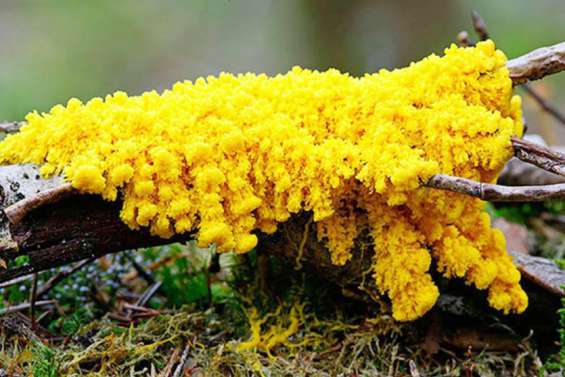 2021, l'odyssée du blob dans l'espace