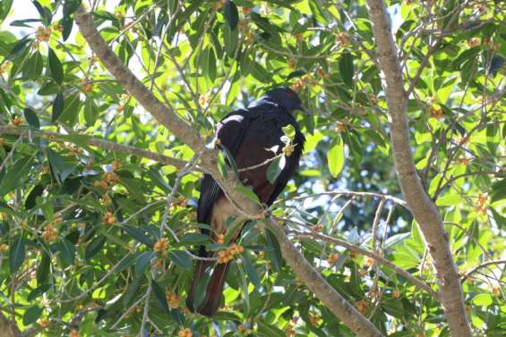 Pour le WWF, l’avenir des notous et des roussettes 