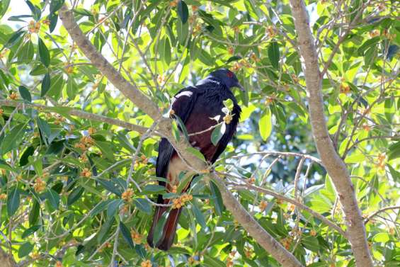 Pour le WWF, l'avenir des notous et des roussettes 