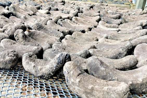 Les exportations en recul de 23 % par rapport à 2020