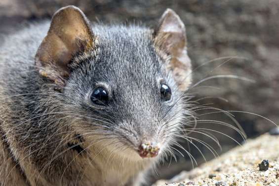 Australie : le petit marsupial qui avait décidé que finalement la vie valait le coup