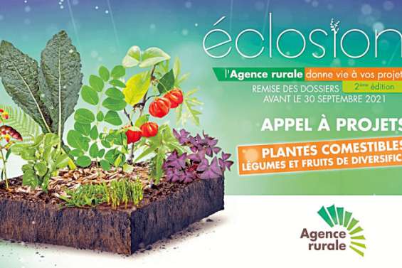 Chou kanak, moringa… Un appel à projets pour 