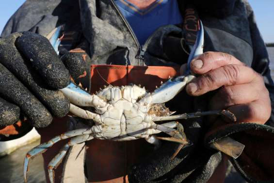 Le crabe aux pinces bleues, bête noire des pêcheurs