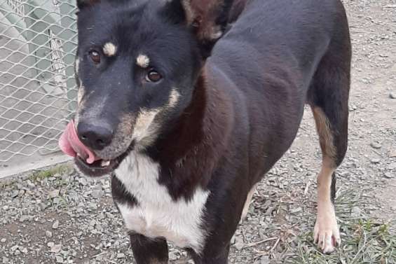 Ils cherchent un maître