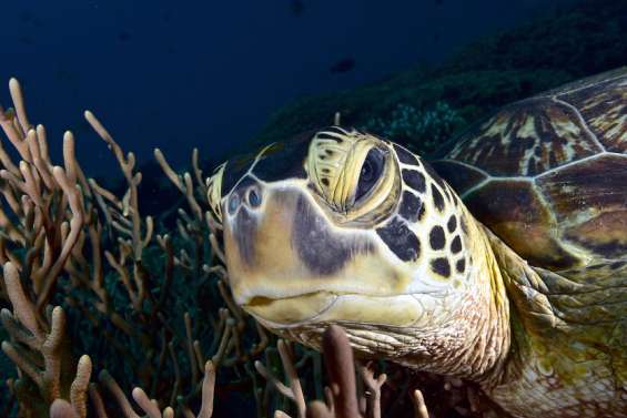 [VIDÉO] Comment prendre une (bonne) photo sous-marine ?