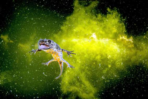 Jack Berthomier, Anthony Guillamin, Virginie Kleitz…  Le palmarès complet du 12e festival Sublimage