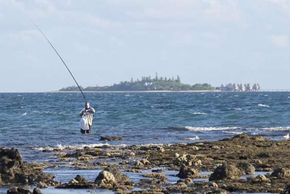Fin de la saison des picots en province Sud