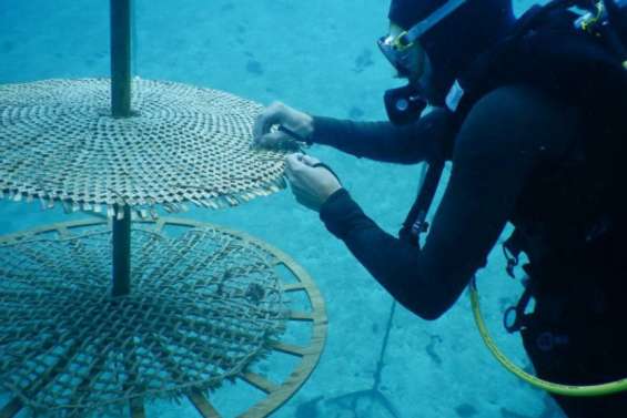 La Polynésie au congrès mondial de la nature de l'UICN