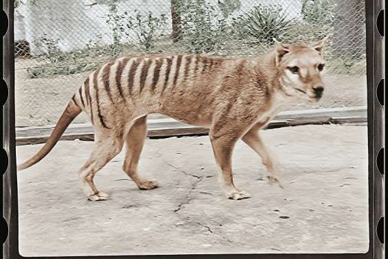 Le tigre de Tasmanie prend des couleurs