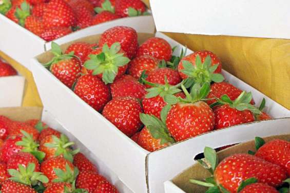 Relayer l'information des petits producteurs