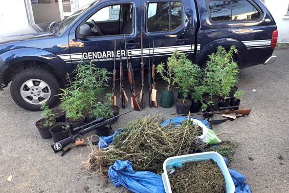 Trafic de stupéfiants démantelé à La Foa : trois kilos de cannabis, des armes et de l’argent liquide saisis