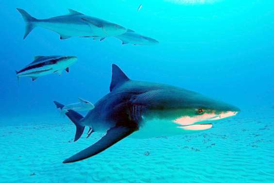 Comment sauver quelqu'un d'une morsure de requin