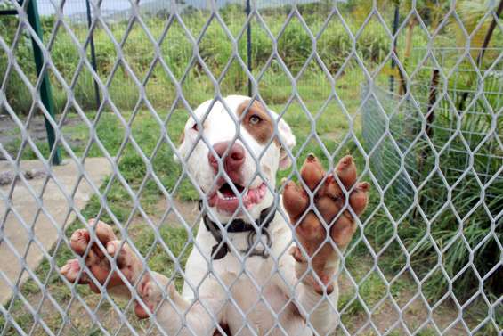 L'interminable attente des animaux à l'adoption durant le confinement