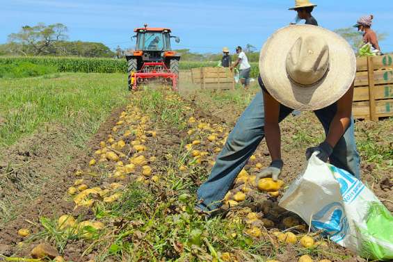 [VIDÉO] La récolte des patates a commencé sur les chapeaux de roues en Brousse
