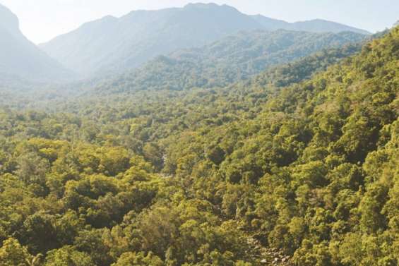 La forêt de Daintree rétrocédée aux Aborigènes