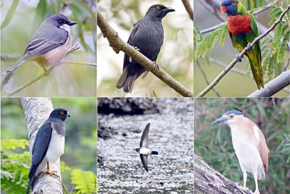 Dix oiseaux à observer depuis sa fenêtre, son jardin ou en balade à Nouméa
