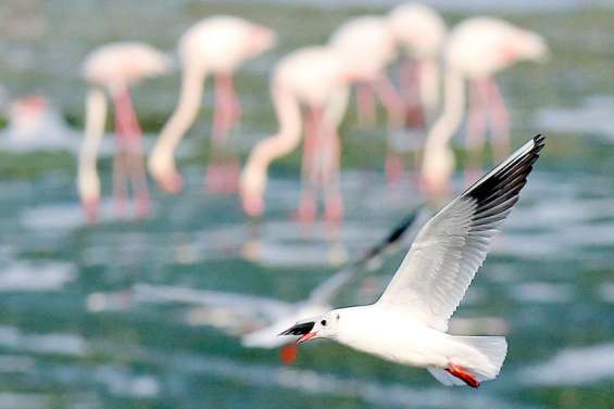 La COP15 biodiversité, l'autre COP cruciale pour l'avenir de la planète