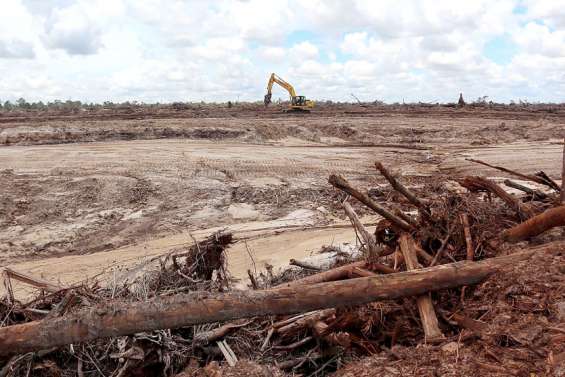 Indonésie : difficile de sauver les forêts
