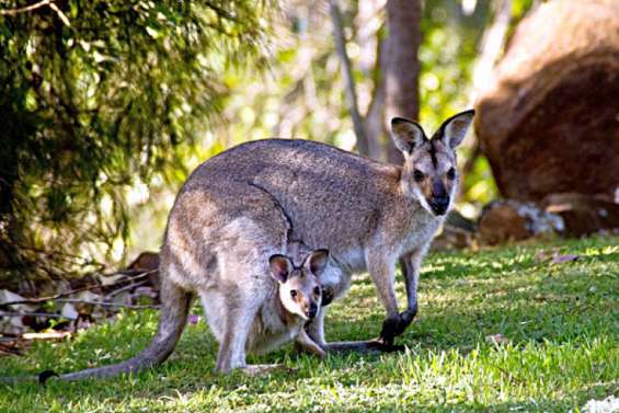 Deux ados australiens inculpés pour la mort de 14 kangourous