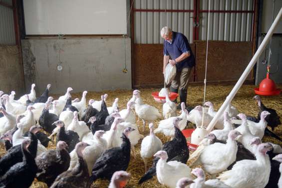 Royaume-Uni : la dinde de Noël menacée par le manque de main-d'œuvre
