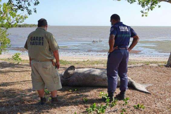 Un cadavre de dugong retrouvé à Koné