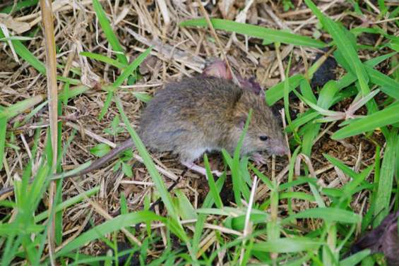 Aux Marquises, des drones pour lutter contre les rats