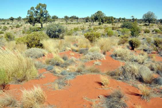 Australie : Deux jeunes retrouvés vivants après plusieurs jours dans l’outback