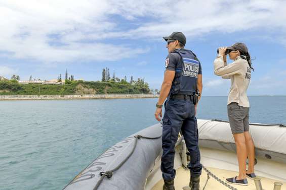 En province Sud, la pêche des requins-tigres et bouledogues bientôt autorisée