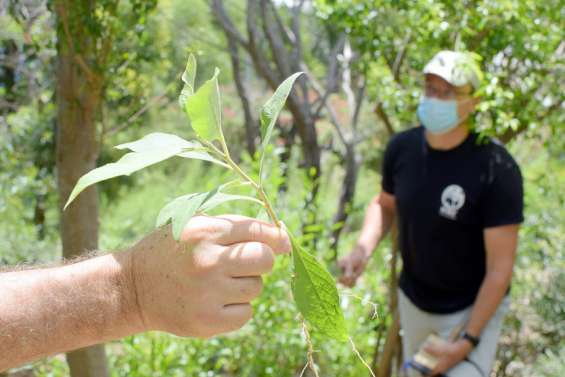 Environnement : WWF appelle les promeneurs à détruire les Pluchea odorata croisés en chemin