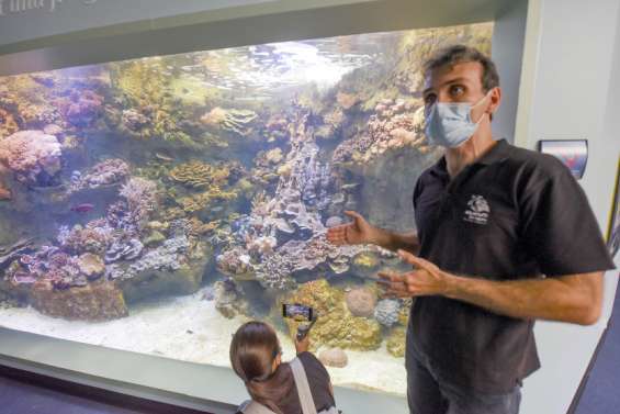 [VIDÉO] Les curiosités de l’Aquarium des Lagons seront de nouveau visibles vendredi